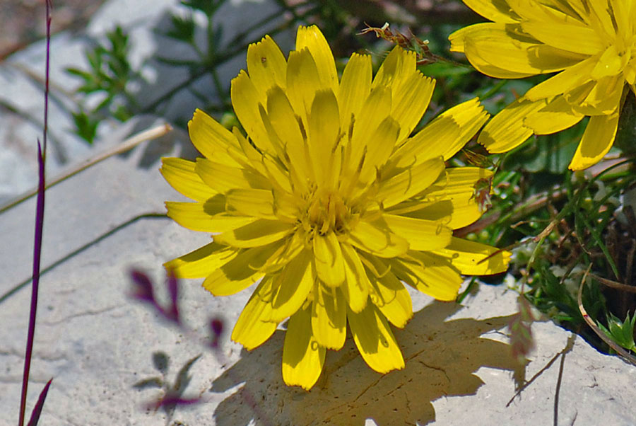 pianta da id. - Leontodon hispidus ?